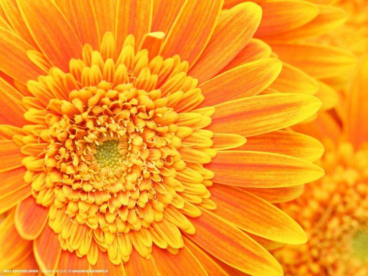 flowers, Yellow Flowers, Macro HD Wallpaper Desktop Background