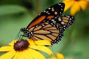 insect, Flowers, Yellow Flowers, Butterfly