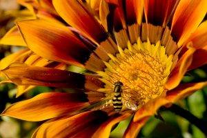 macro, Flowers, Bees, Nature