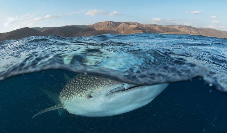 sea, Whale, Animals HD Wallpaper Desktop Background