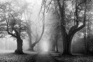 landscape, Nature, Sunrise, Morning, Mist, Fall, Leaves, Old, Trees, Path, Dirt Road, Monochrome, Germany