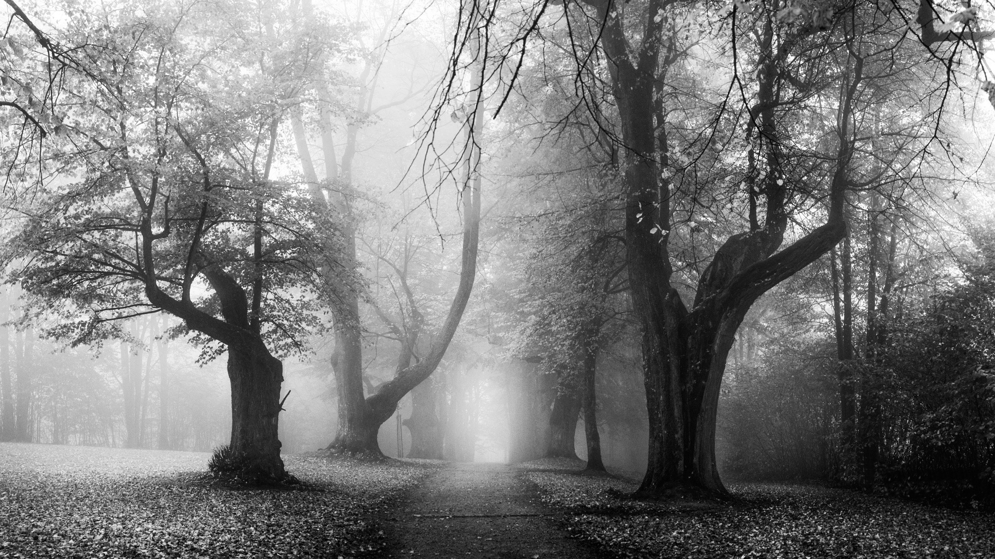 landscape, Nature, Sunrise, Morning, Mist, Fall, Leaves, Old, Trees, Path, Dirt Road, Monochrome, Germany Wallpaper