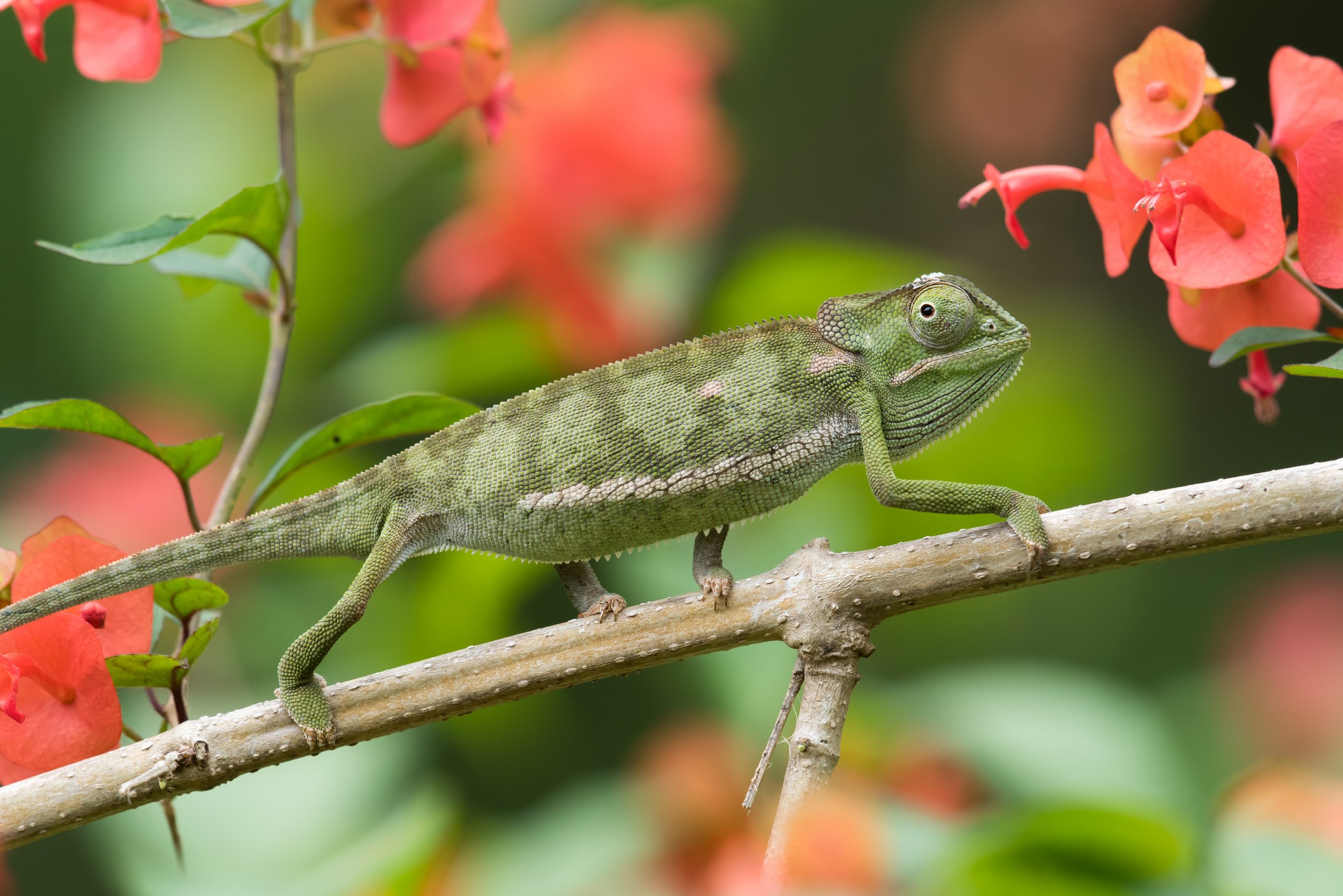 animals Wallpaper
