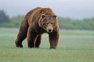 bears, Nature, Animals, Grizzly Bear, Grizzly Bears