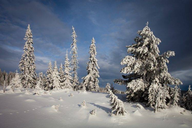 snow, Winter, Nature, Trees, Landscape HD Wallpaper Desktop Background