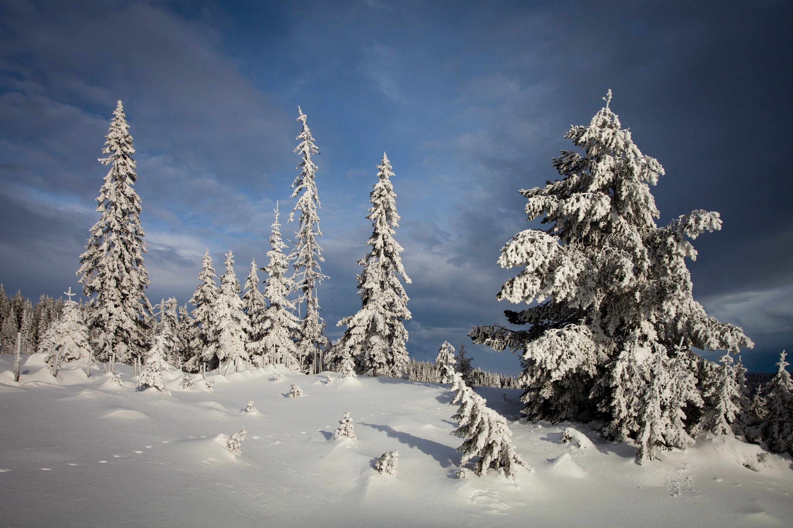 snow, Winter, Nature, Trees, Landscape Wallpaper
