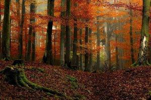 landscape, Nature, Forest, Colorful, Fall, Moss, Leaves, Mist, Trees