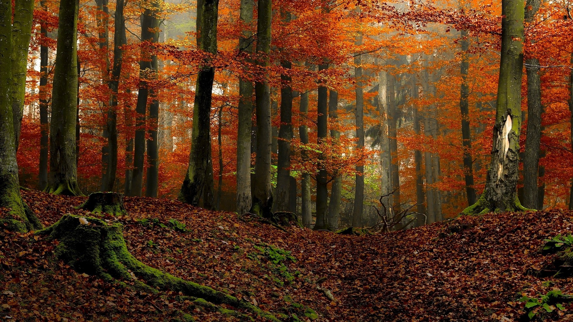 landscape, Nature, Forest, Colorful, Fall, Moss, Leaves, Mist, Trees Wallpaper