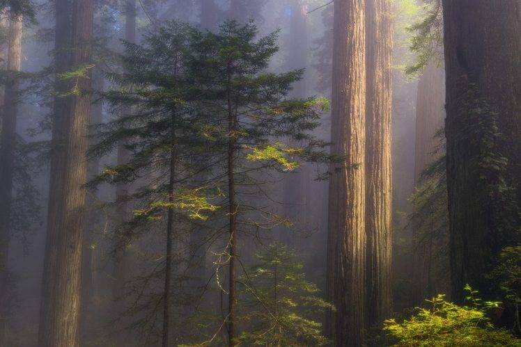 nature, Landscape, Sunrise, Forest, Morning, Mist, Daylight, Atmosphere, Trees, California HD Wallpaper Desktop Background