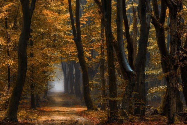 nature, Landscape, Forest, Path, Mist, Fall, Yellow, Leaves, Trees, Morning, Daylight HD Wallpaper Desktop Background