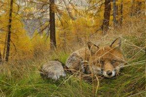 nature, Animals, Fox