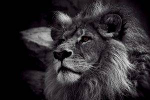 animals, Nature, Monochrome, Lion