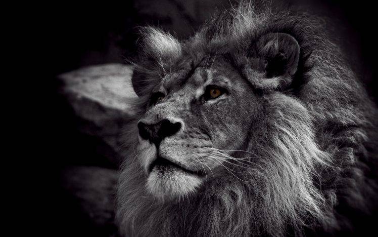 animals, Nature, Monochrome, Lion HD Wallpaper Desktop Background
