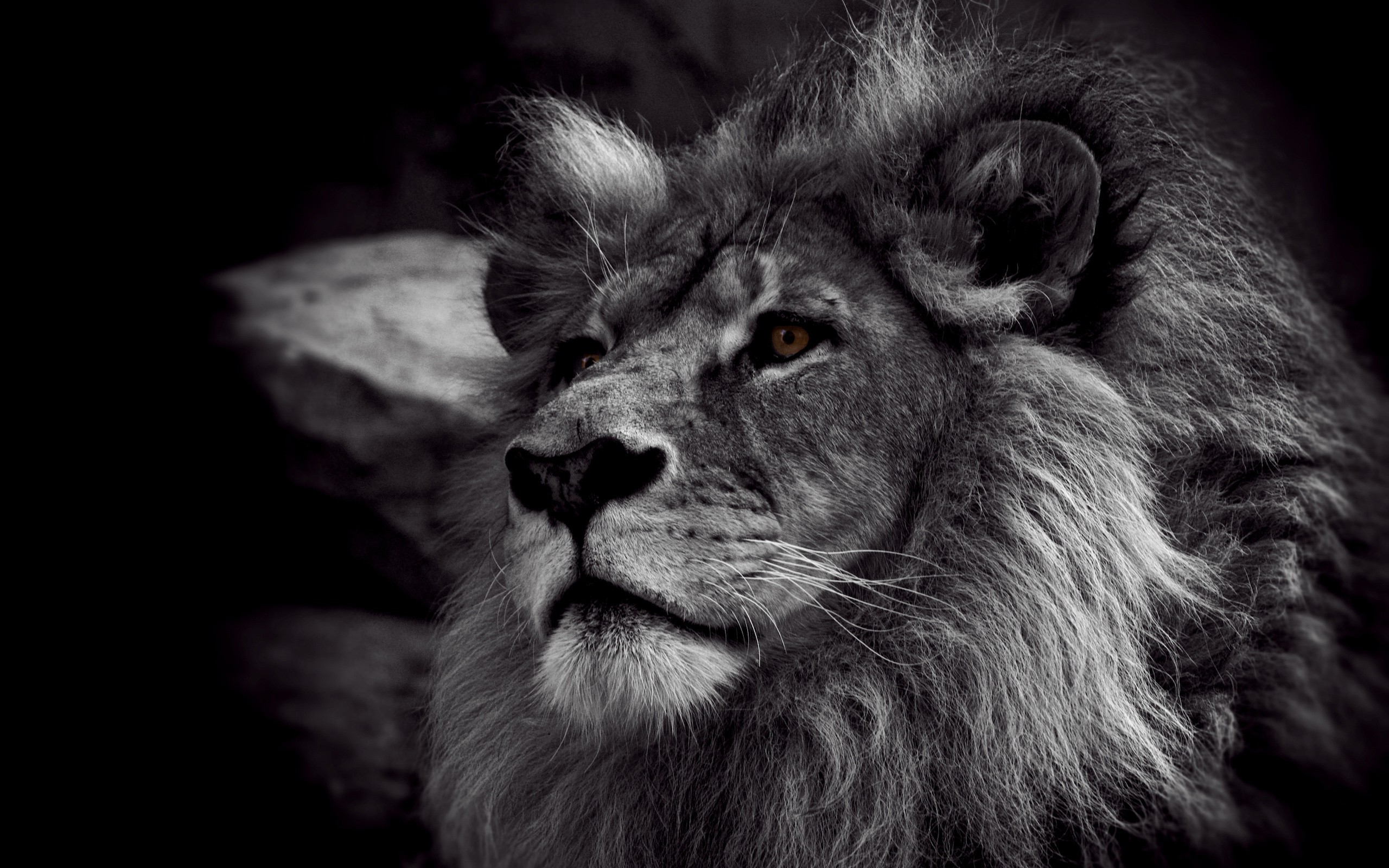 animals, Nature, Monochrome, Lion Wallpaper