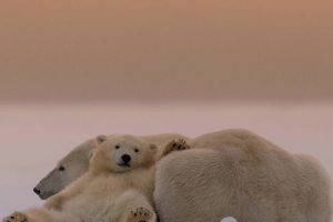 animals, Polar Bears