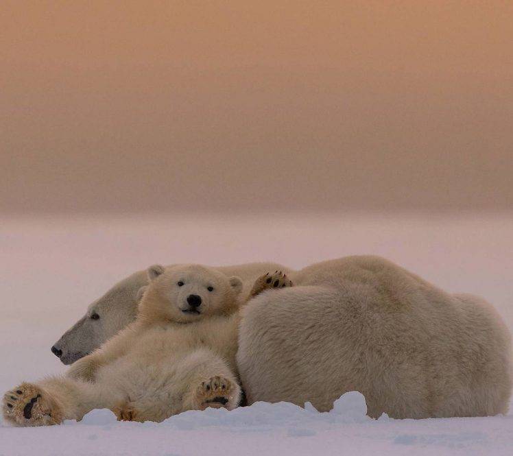 animals, Polar Bears HD Wallpaper Desktop Background