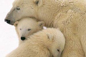 animals, Polar Bears
