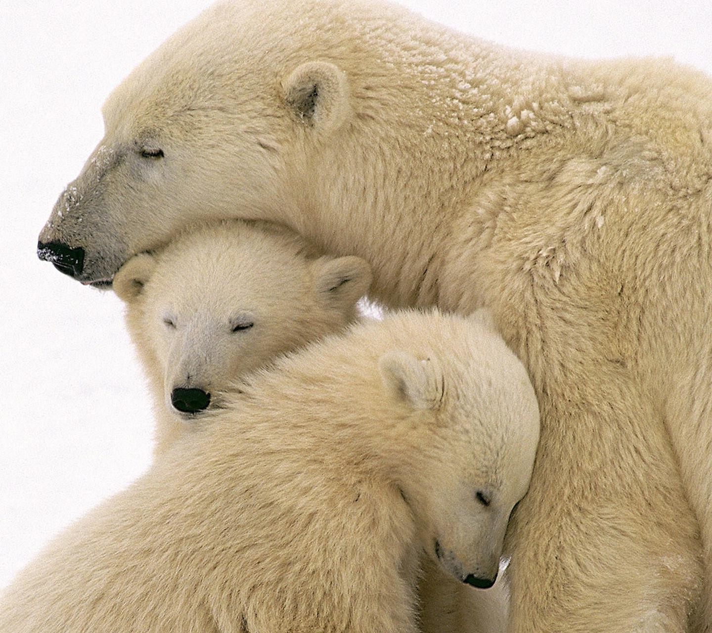 animals, Polar Bears Wallpapers HD / Desktop and Mobile Backgrounds