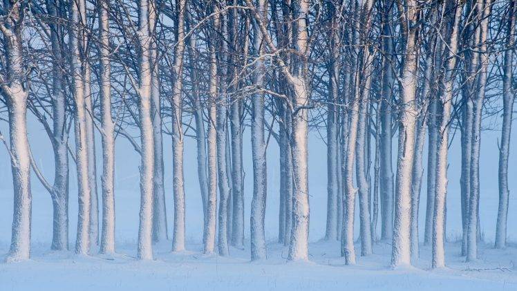 nature, Landscape, Winter, Snow, Trees, Forest, Mist, Branch HD Wallpaper Desktop Background