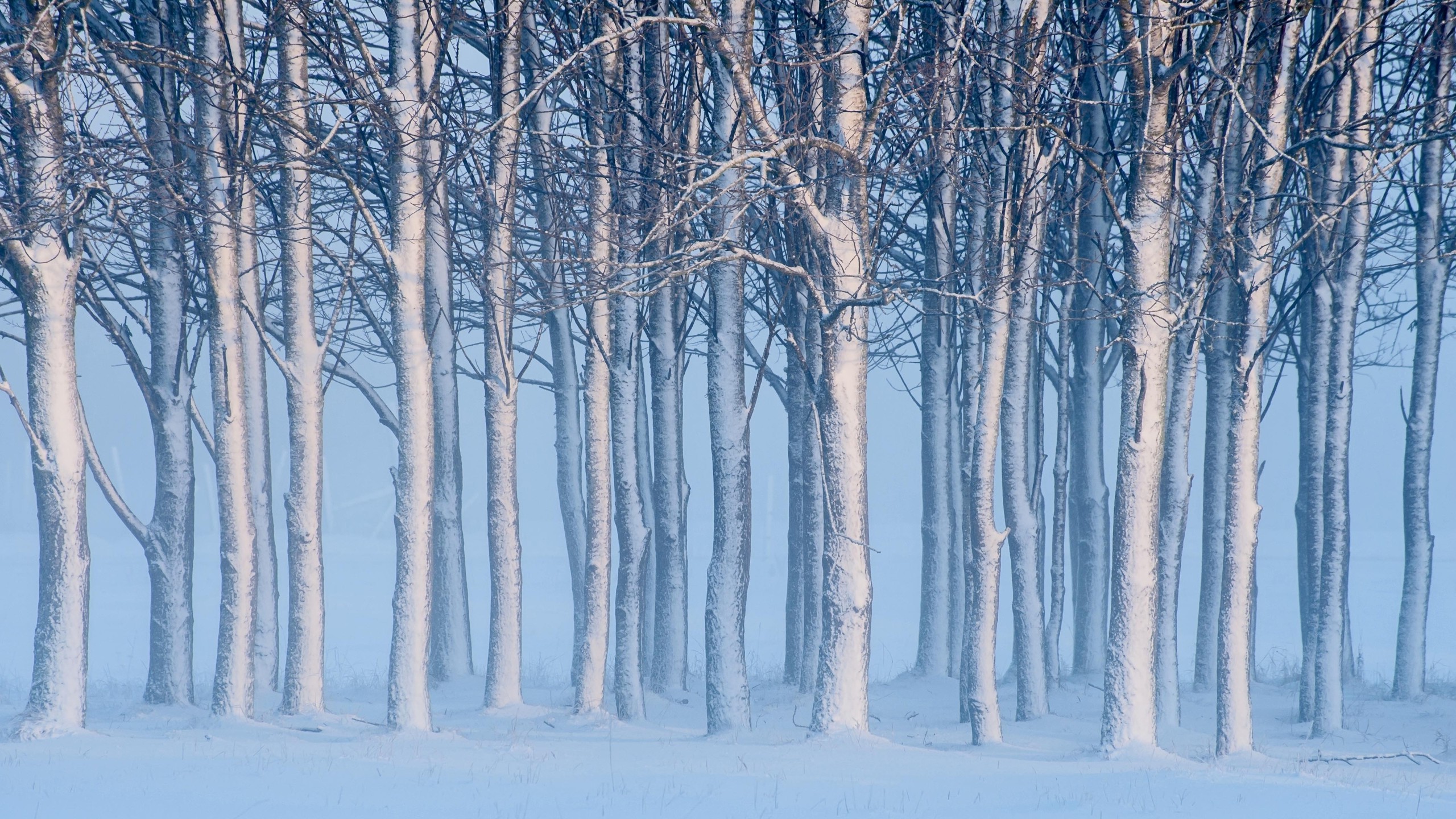 nature, Landscape, Winter, Snow, Trees, Forest, Mist, Branch Wallpaper