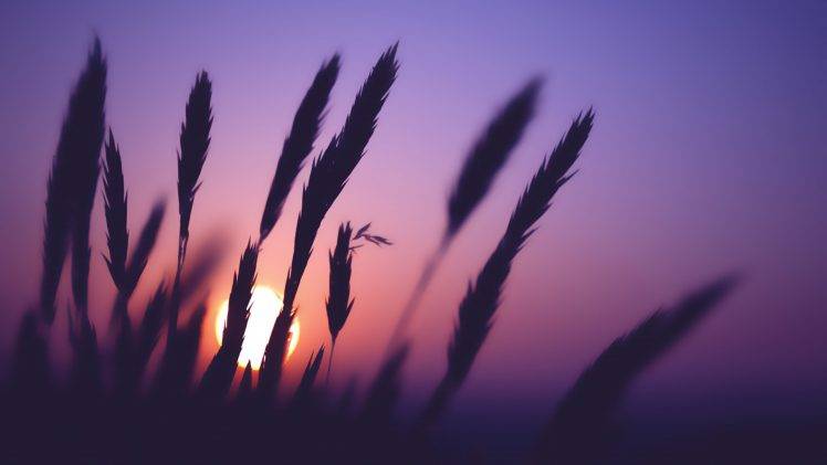 spikelets, Sunset, Nature, Silhouette HD Wallpaper Desktop Background