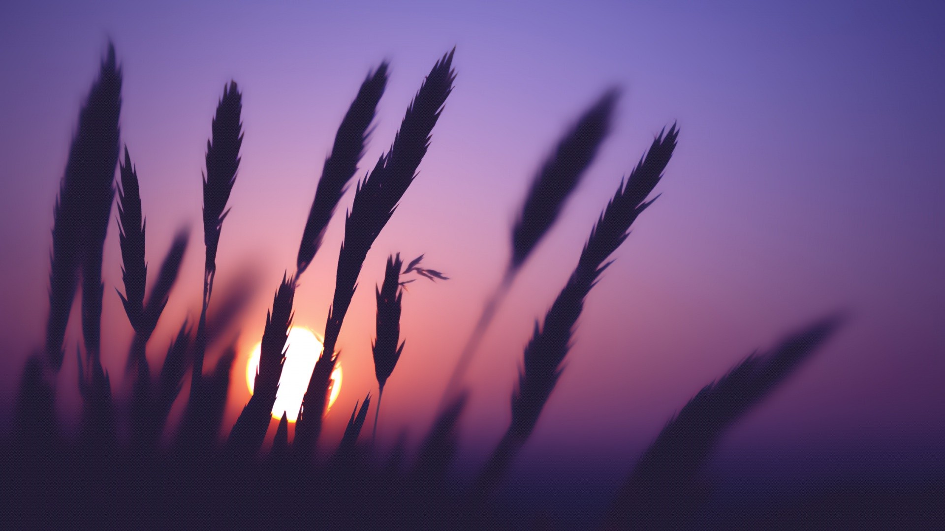 spikelets, Sunset, Nature, Silhouette Wallpaper