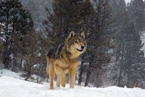 nature, Animals, Wolf, Snow, Winter, Trees, Forest