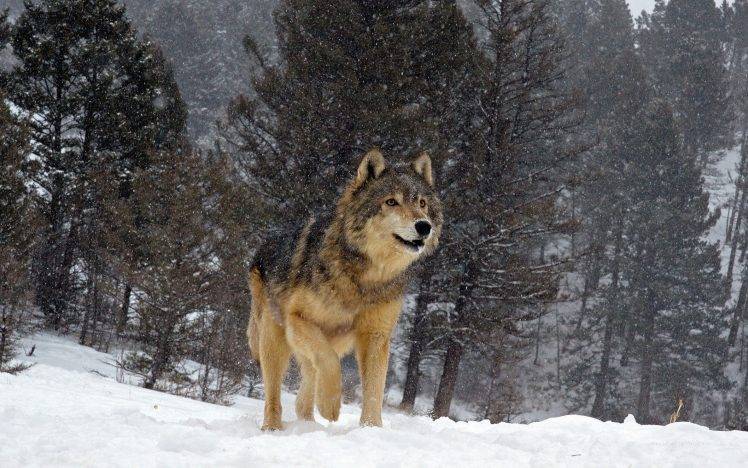 nature, Animals, Wolf, Snow, Winter, Trees, Forest HD Wallpaper Desktop Background
