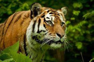 nature, Tiger, Big Cats, Animals