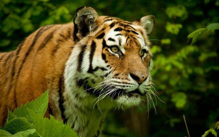 nature, Tiger, Big Cats, Animals HD Wallpaper Desktop Background