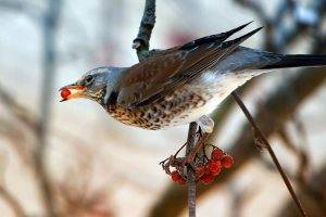 animals, Birds, Sparrows, Food, Branch