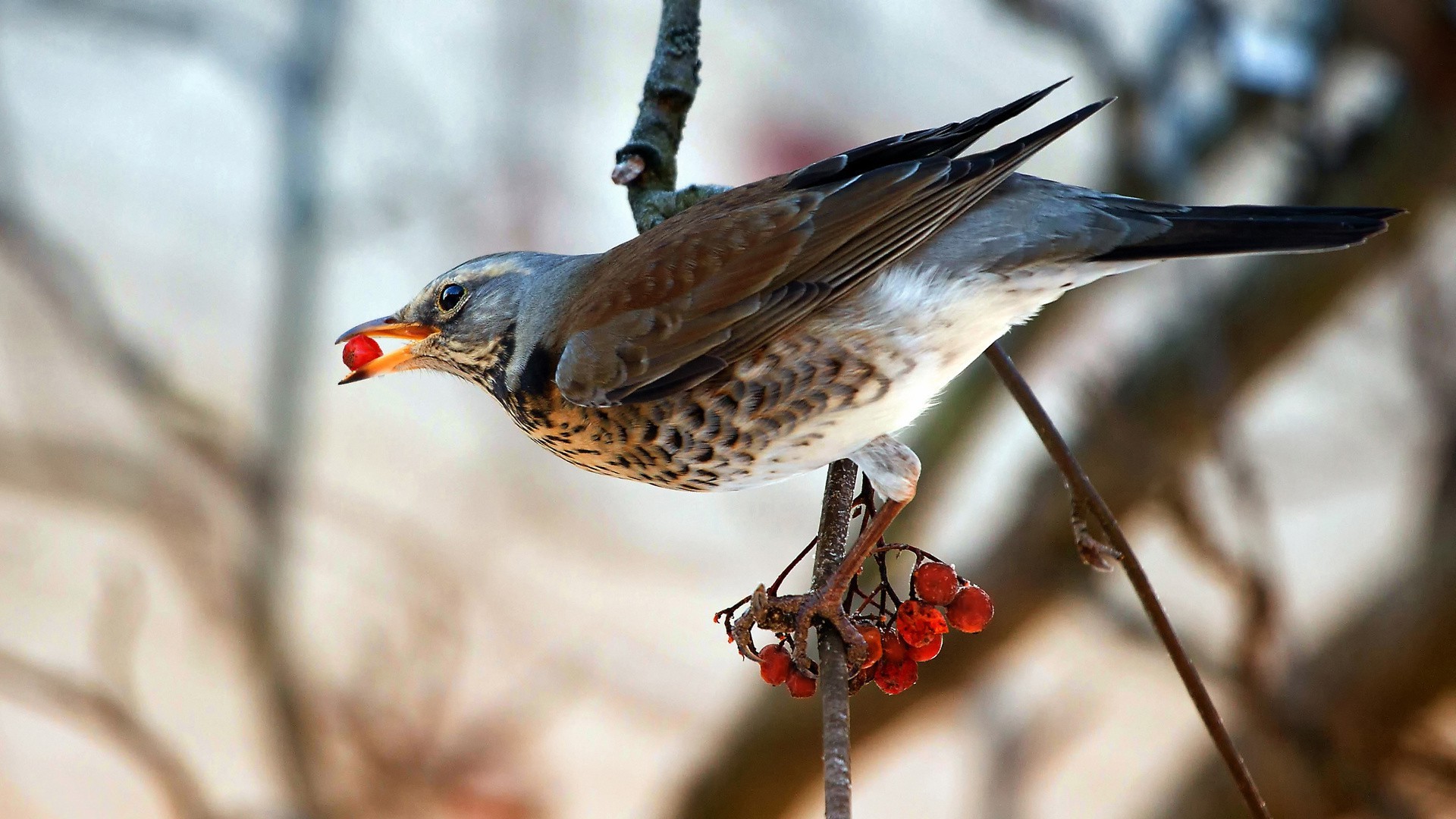 animals, Birds, Sparrows, Food, Branch Wallpaper