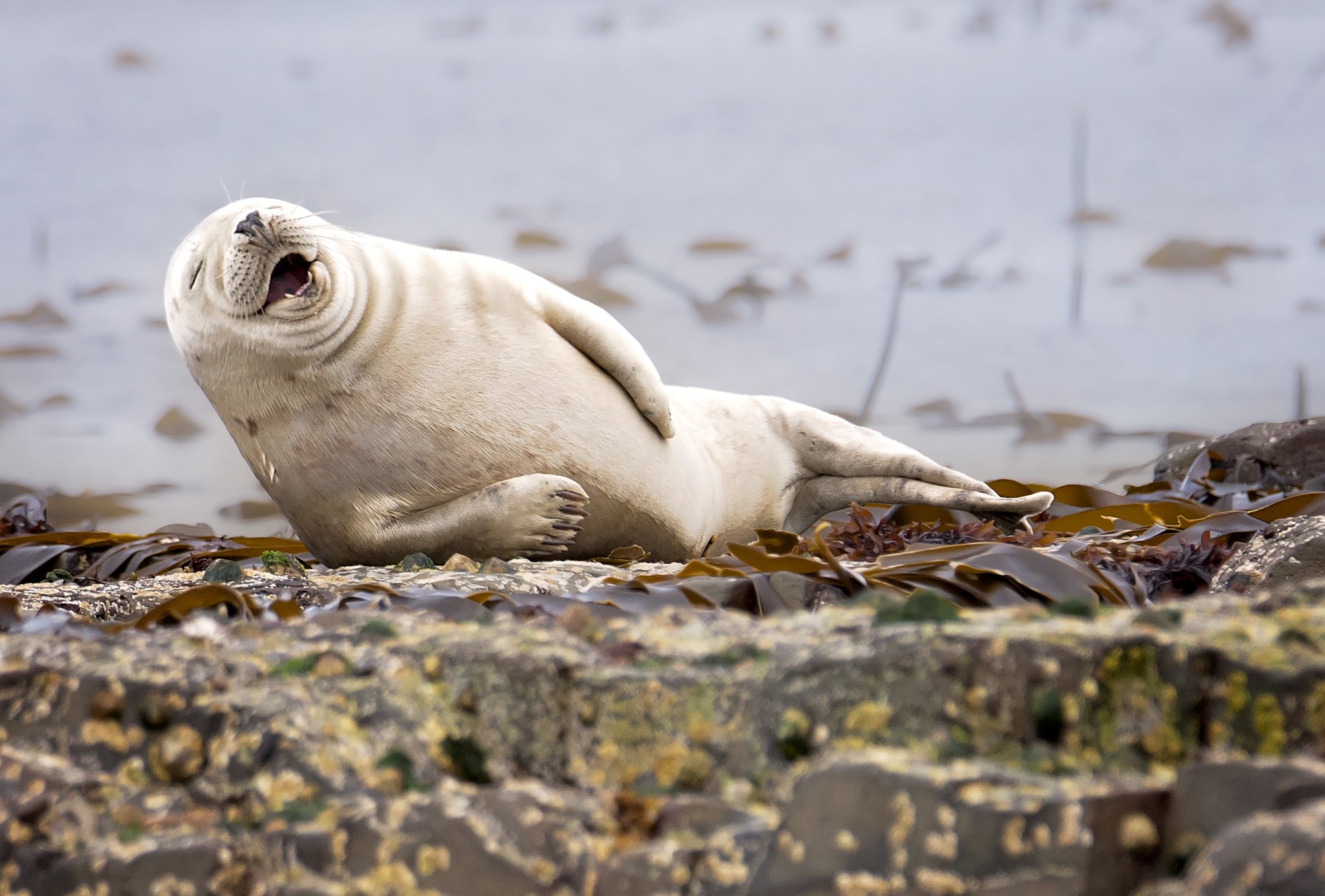 nature, Animals, Humor, Winner, Photography, Contests, Wildlife, Seals, Laughing, Water, Rock, Depth Of Field, Stones, Muzzles Wallpaper