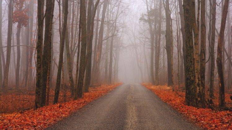 nature, Trees, Forest, Road, Fall, Landscape, Branch, Mist HD Wallpaper Desktop Background