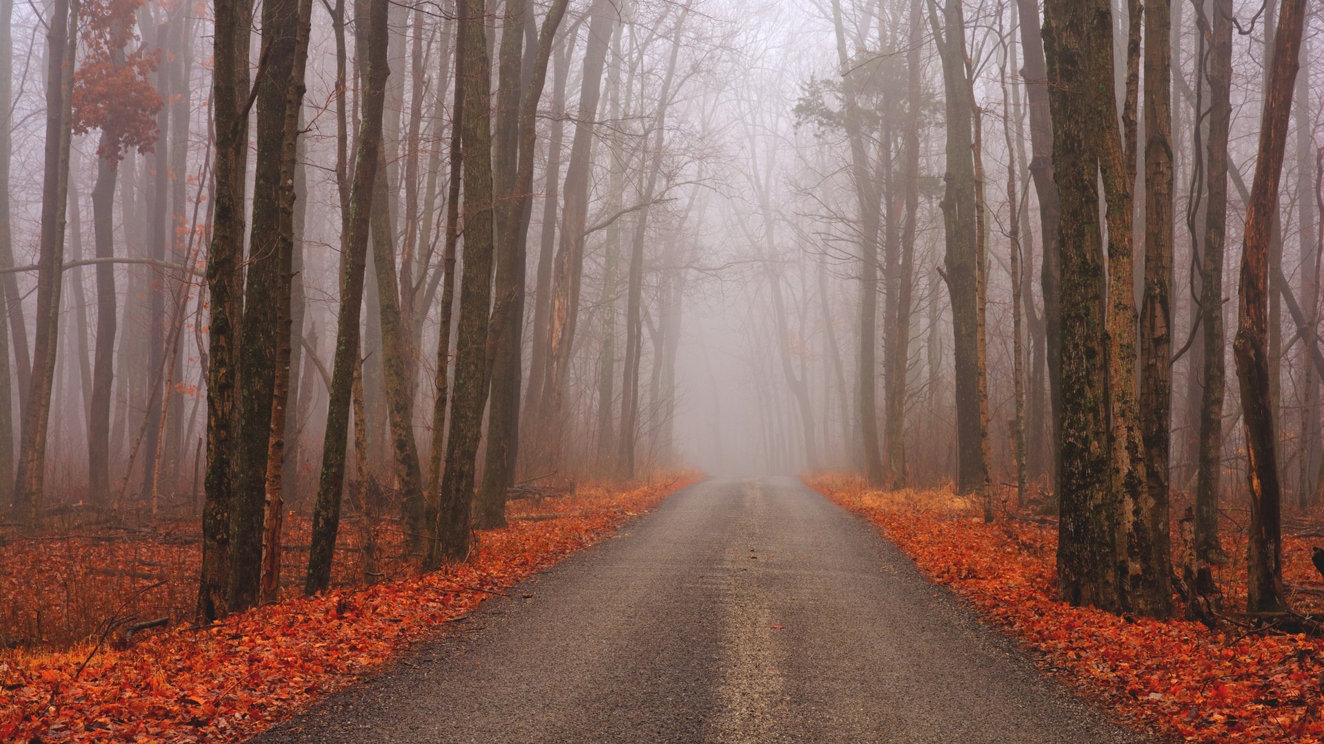 nature, Trees, Forest, Road, Fall, Landscape, Branch, Mist Wallpaper