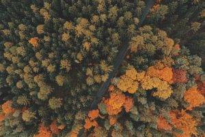 nature, Trees, Forest, Road, Fall, Landscape, Aerial View