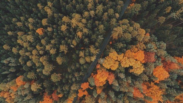 nature, Trees, Forest, Road, Fall, Landscape, Aerial View HD Wallpaper Desktop Background