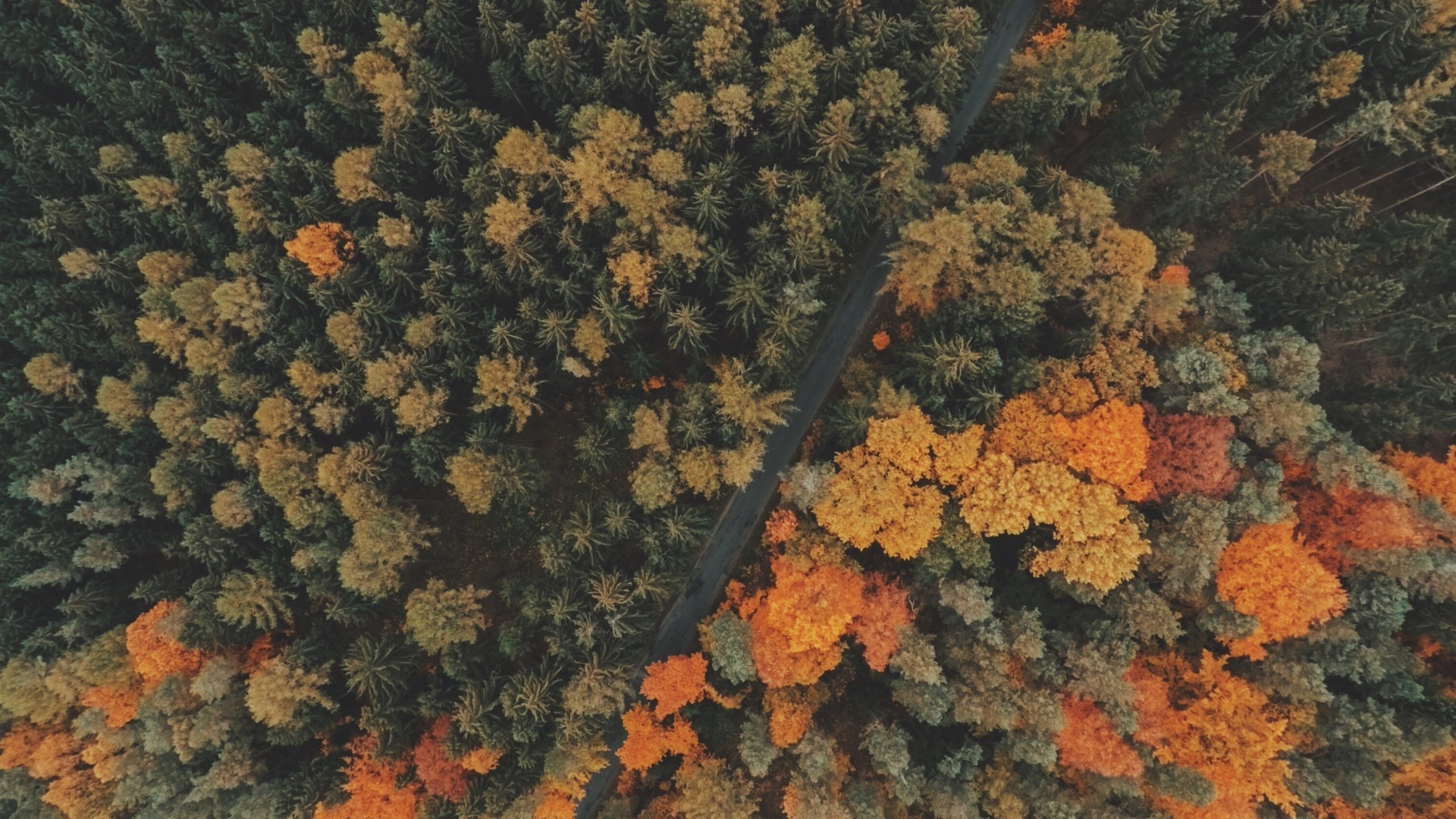 nature, Trees, Forest, Road, Fall, Landscape, Aerial View Wallpaper