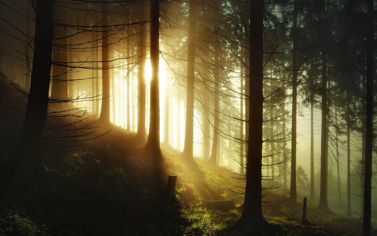 landscape, Nature, Forest, Sunrise, Germany, Sunlight, Mist, Trees, Morning, Hill Wallpaper