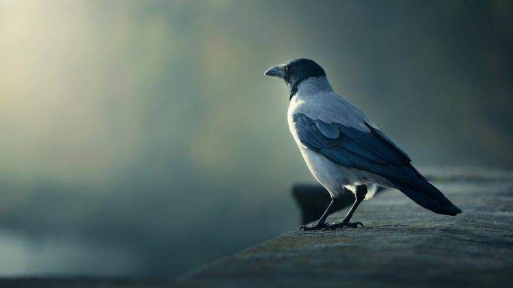 animals, Birds, European Magpie HD Wallpaper Desktop Background