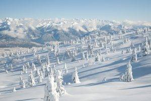 landscape, Snow, Pine Trees, Mountain