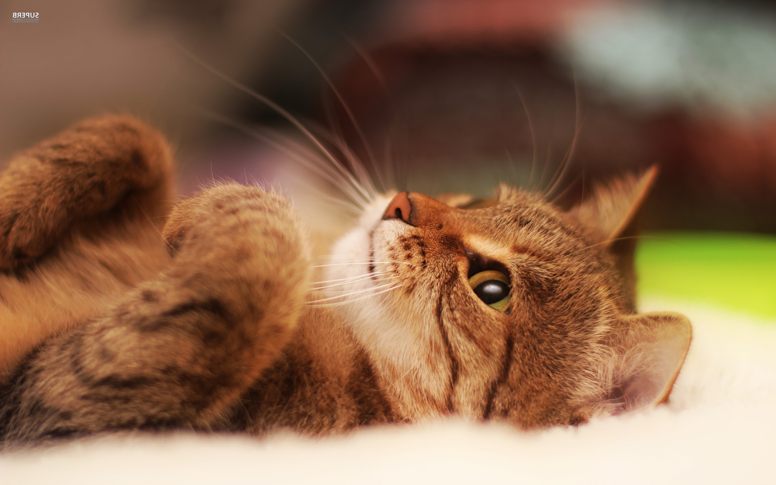 cat, Feline, Animals Wallpaper