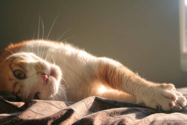 cat, Animals, Sunlight HD Wallpaper Desktop Background