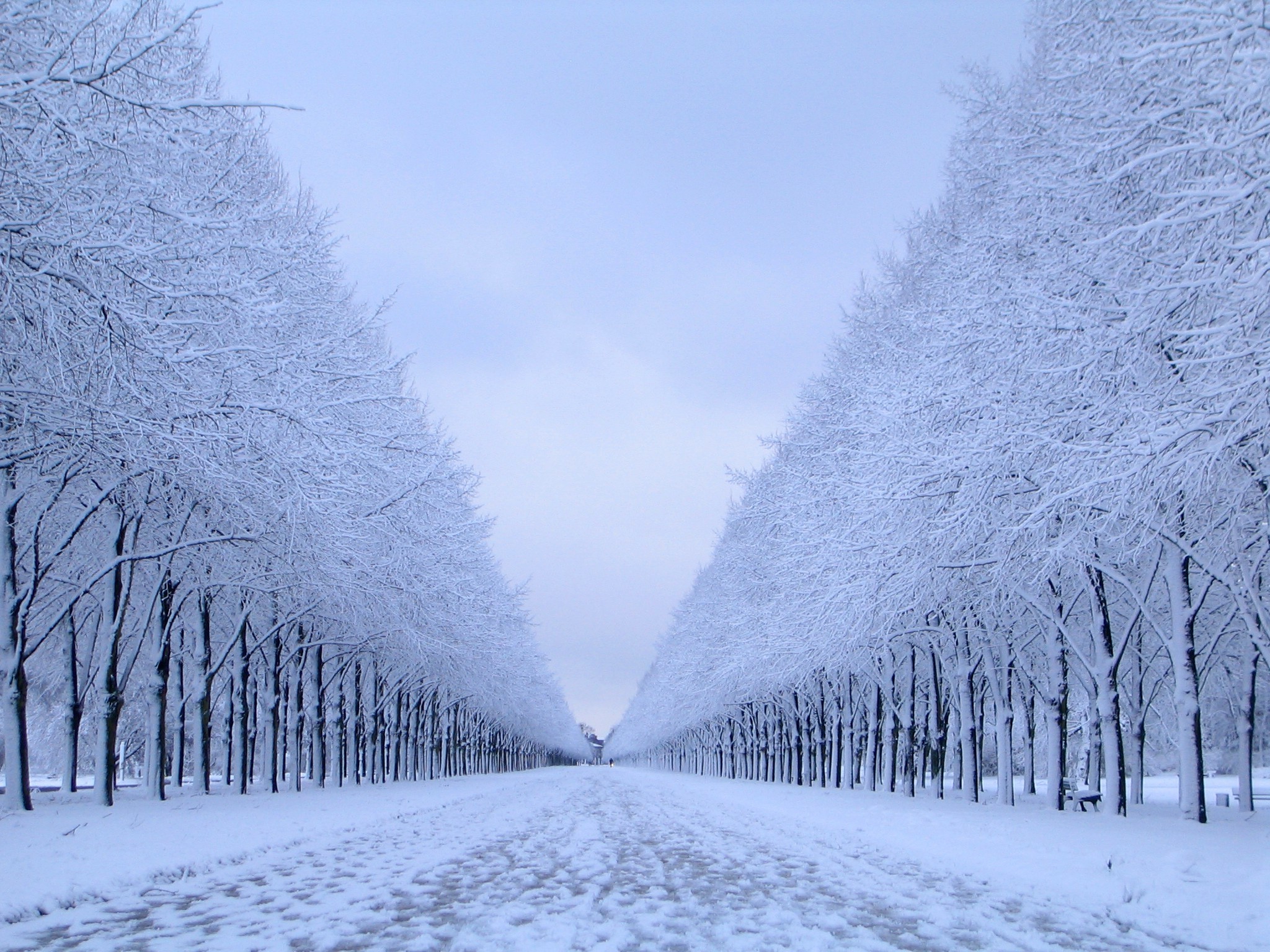 nature, Snow, Trees, Winter, Landscape Wallpaper