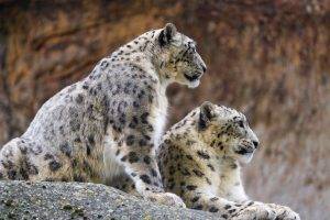 snow Leopards, Animals, Wildlife, Profile, Stones
