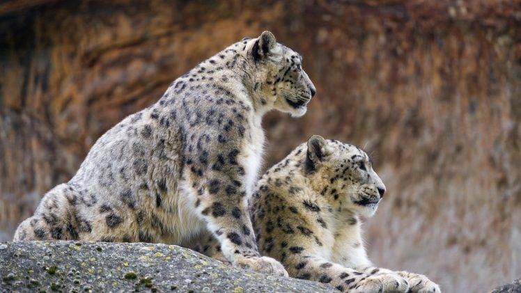 snow Leopards, Animals, Wildlife, Profile, Stones HD Wallpaper Desktop Background
