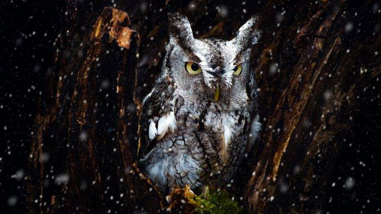 owl, Birds, Animals HD Wallpaper Desktop Background