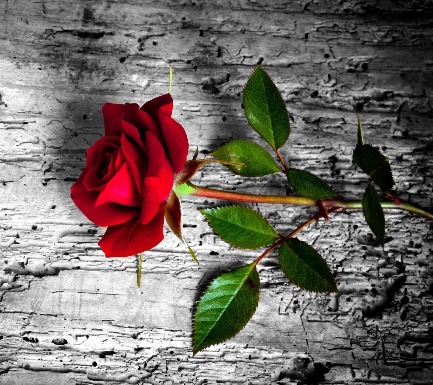 nature, Abstract, Flowers Wallpaper
