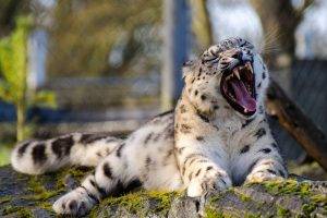 snow Leopards, Leopard, Animals, Nature, Big Cats, Open Mouth