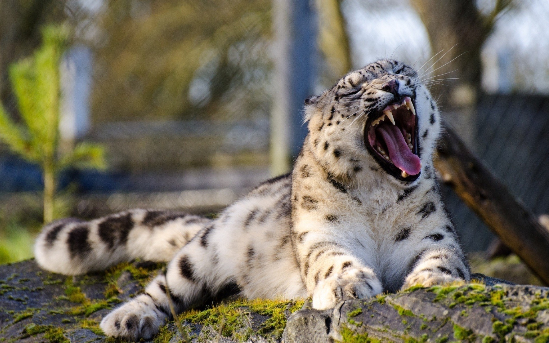 snow Leopards, Leopard, Animals, Nature, Big Cats, Open Mouth Wallpaper